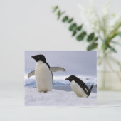 Pair Adelie penguins Antarctica Briefkaart (Staand voorkant)
