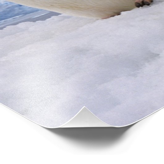 Pair Adelie penguins Antarctica Foto Afdruk (Hoek)