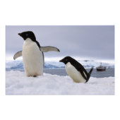 Pair Adelie penguins Antarctica Foto Afdruk (Voorkant)