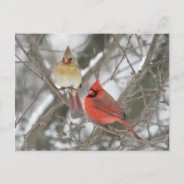 Pair Of Northern Cardinals Briefkaart