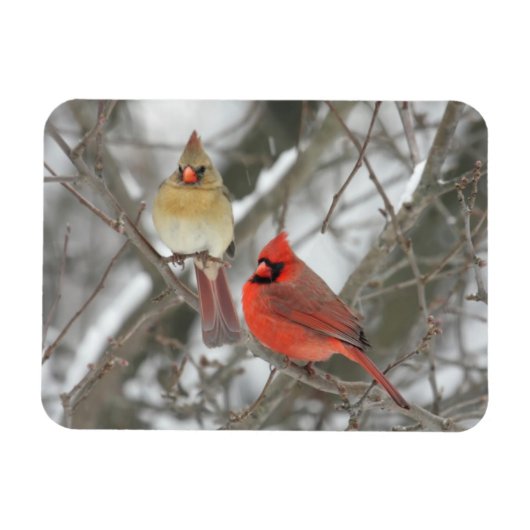 Pair Of Northern Cardinals Magneet (Horizontaal)