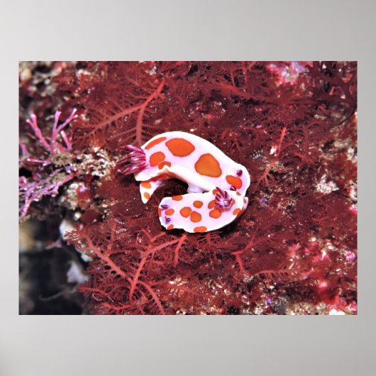 Pair of Nudis Poster (Voorkant)