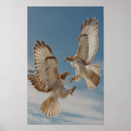 Pair of red-tailed hawks in courtship dance poster