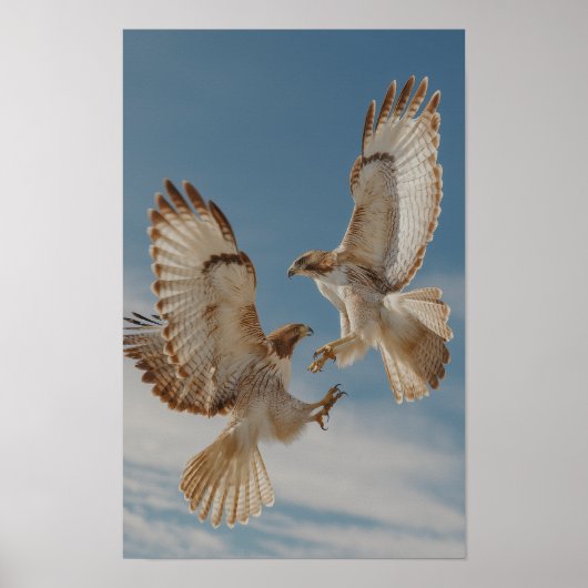 Pair of red-tailed hawks in courtship dance poster (Voorkant)