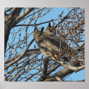 PAIR VAN GREAT HORNED OWLS 2 (Bubo virginianus) Poster