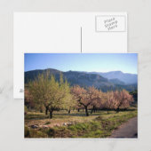Paisaje campestre con árboles, Alicante, España Briefkaart (Voorkant / Achterkant)