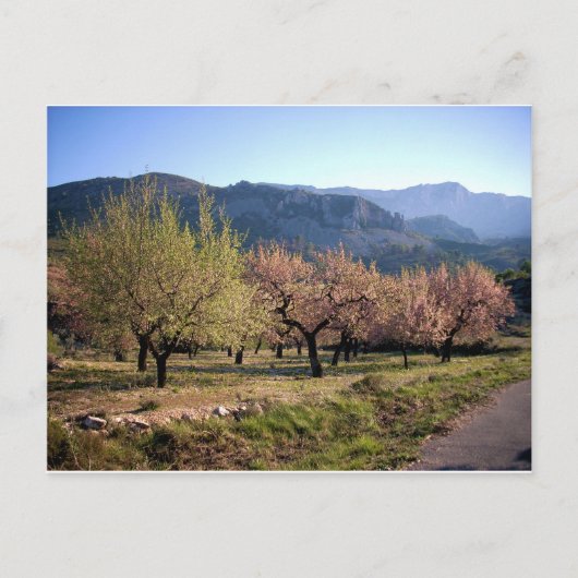 Paisaje campestre con árboles, Alicante, España Briefkaart (Voorkant)