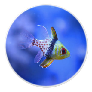 Pajama Cardinalfish Ceramic Knob Keramische Knop