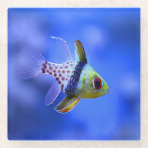 Pajama Cardinalfish
