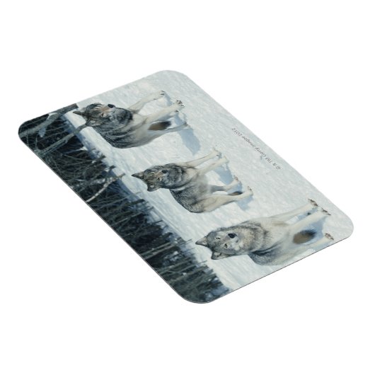 Pak van Wolven Magneet (Rechterzijde)