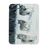 Pak van Wolven Magneet (Verticaal)