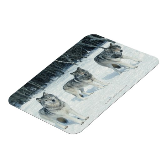 Pak van Wolven Magneet (Linkerzijde)