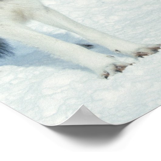 Pak van Wolven Poster (Hoek)