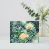 Pakket bloemkool briefkaart (Staand voorkant)
