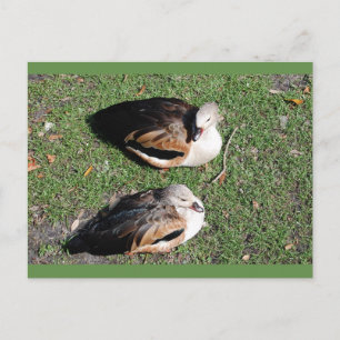 Pakketkaarten Briefkaart