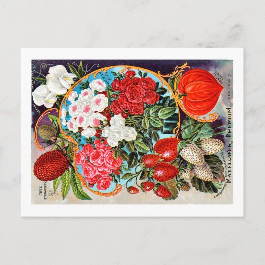 Pakketten voor zaaizaad briefkaart (Voorkant)