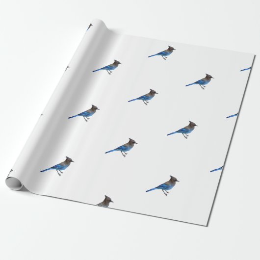 pakpapier van stellair blauw jay (Uitgerold)