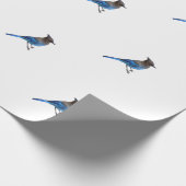 pakpapier van stellair blauw jay (Hoek)