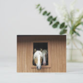 Palaminopaarden in een Barn in Colorado Briefkaart (Staand voorkant)