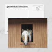 Palaminopaarden in een Barn in Colorado Briefkaart (Voorkant / Achterkant)