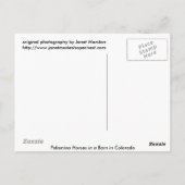 Palaminopaarden in een Barn in Colorado Briefkaart (Achterkant)