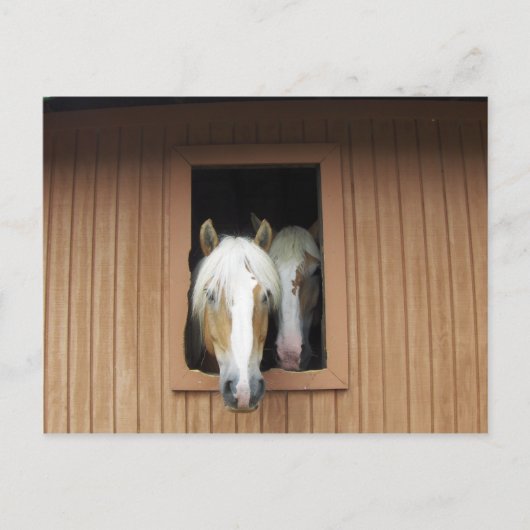 Palaminopaarden in een Barn in Colorado Briefkaart (Voorkant)
