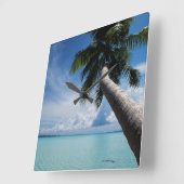 Palau, Micronesia, Palm-boom in Palau-lagune Vierkante Klok (Hoek)