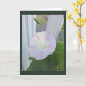 Pale Opal Morning Glory Blank Kaart (Gele Bloem)