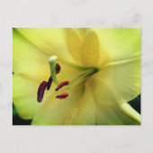 Pale Yellow Lily Flower Photography  Briefkaart (Voorkant)