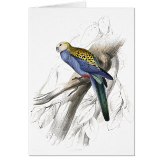 Palehead Parrakeet door Edward Lear