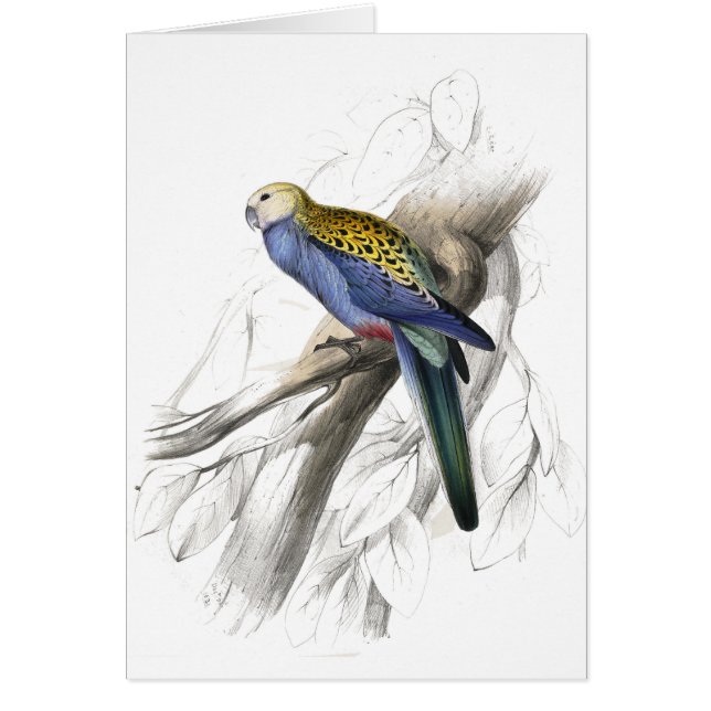 Palehead Parrakeet door Edward Lear (Voorkant)