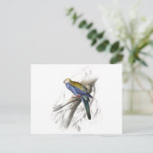 Palehead Parrakeet door Edward Lear Briefkaart (Staand voorkant)