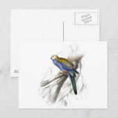Palehead Parrakeet door Edward Lear Briefkaart (Voorkant / Achterkant)