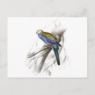Palehead Parrakeet door Edward Lear Briefkaart