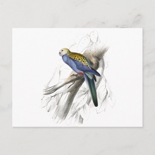 Palehead Parrakeet door Edward Lear Briefkaart (Voorkant)