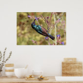 Palestijnse honingzuiger, Nationale vogel Wildlife Poster (Keuken)