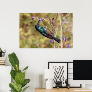 Palestijnse honingzuiger, Nationale vogel Wildlife Poster
