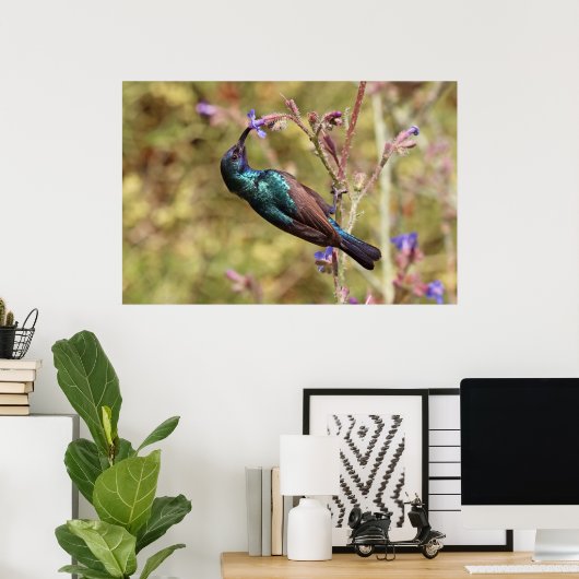 Palestine Sunbird, National Bird Wildlife Poster (Thuiskantoor)