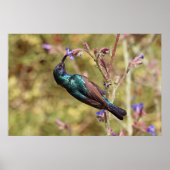 Palestine Sunbird, National Bird Wildlife Poster (Voorkant)