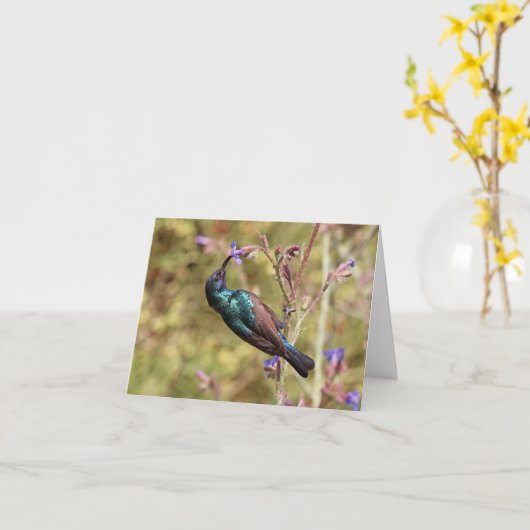 Palestine Sunbird, National Bird Wildlife Poster Kaart (Gele Bloem)