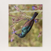 Palestine Sunbird, National Bird Wildlife Poster Legpuzzel (Verticaal)