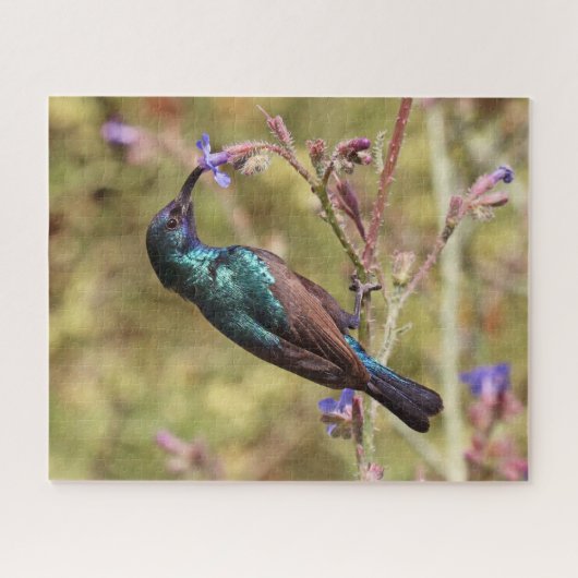 Palestine Sunbird, National Bird Wildlife Poster Legpuzzel (Horizontaal)