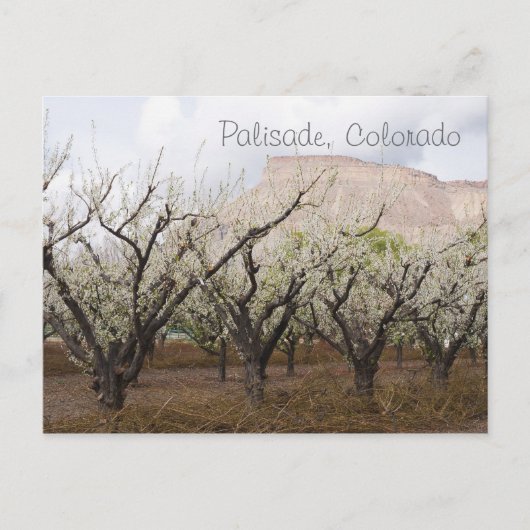 Palisade, Colorado Briefkaart (Voorkant)