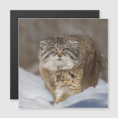 Pallas Cat in de sneeuw (Voorkant / Achterkant)