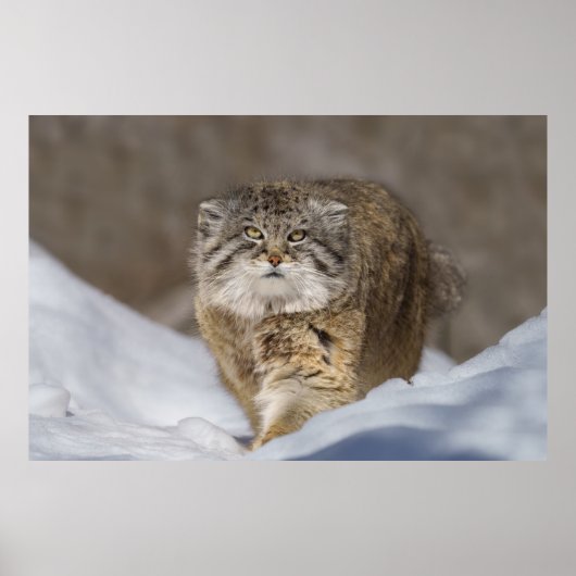 Pallas Cat in de sneeuw Poster (Voorkant)