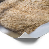 Pallas Cat in de sneeuw Poster (Hoek)