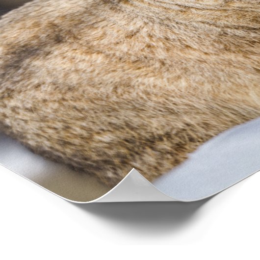 Pallas Cat in de sneeuw Poster (Hoek)