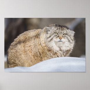Pallas Cat in de sneeuw Poster
