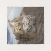 Pallas Cat in de sneeuw Wandkleed (Voorkant (horizontaal))