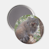 Pallas Cat Magnet (Voorkant / Achterkant)